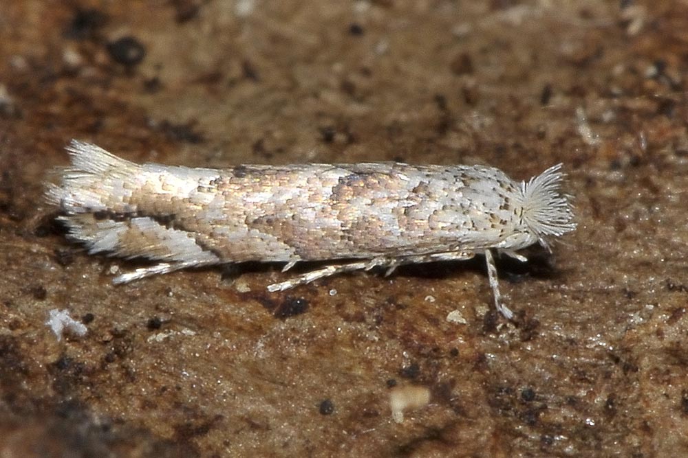 Farfallina sotto corteccia:  Gracillariidae: Phyllonorycter comparella